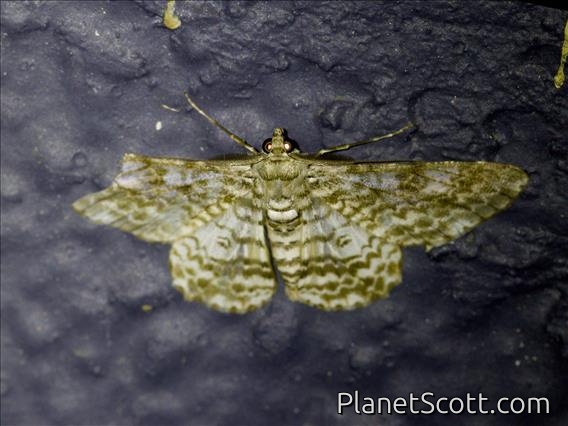 Geometer Moth (Cleora alienaria)