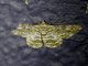 Geometer Moth (Cleora alienaria)