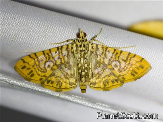 Pearl Moth (Glyphodes sp)