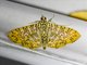 Pearl Moth (Glyphodes sp)