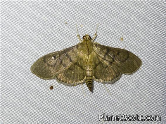 Pearl Moth (Crambidae sp)