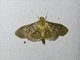 Pearl Moth (Crambidae sp)
