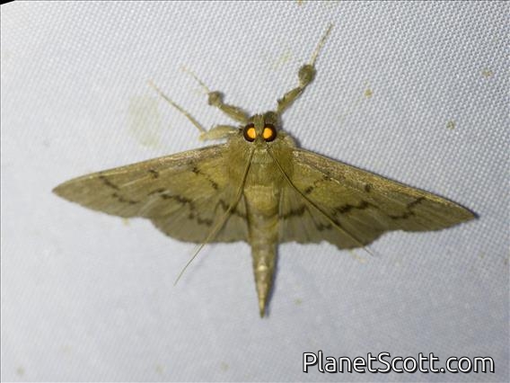 Lesser Rice-Leafroller (Marasmia poeyalis)