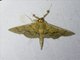 Lesser Rice-Leafroller (Marasmia poeyalis)
