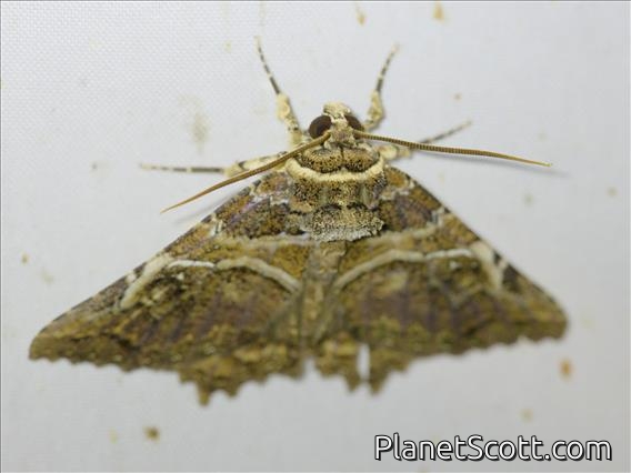 Sypnini Moth (Daddala sp)