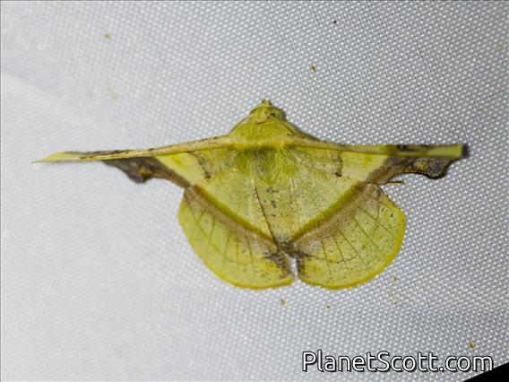 Geometer Moth (Fascellina plagiata)
