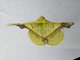 Geometer Moth (Fascellina plagiata)