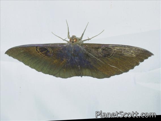 Erebini Moth (Erebus caprimulgus)