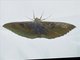 Erebini Moth (Erebus caprimulgus)