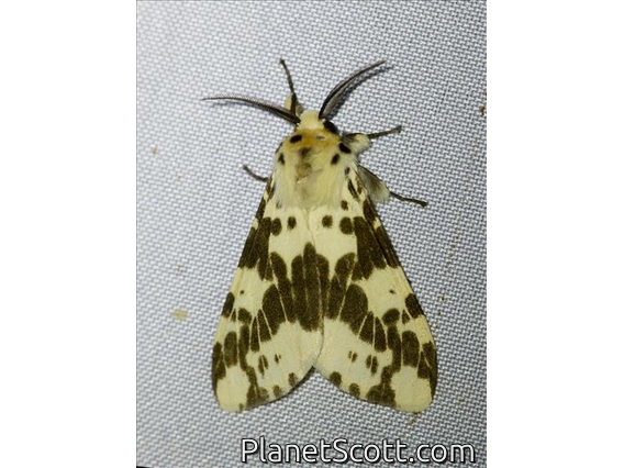 Tiger Moth (Lemyra quadrisaccus)