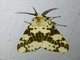 Tiger Moth (Lemyra quadrisaccus)