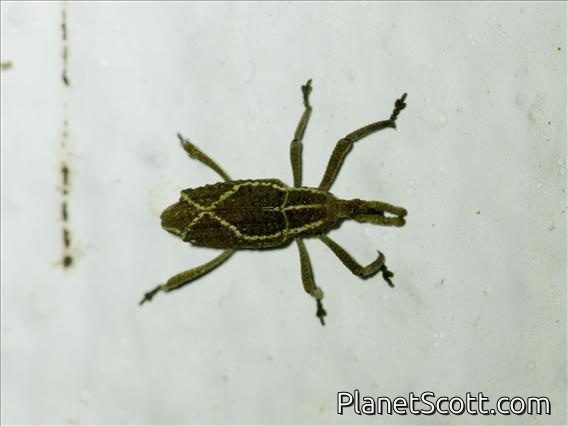 Weevil (Cryptoderma sp)