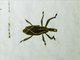 Weevil (Cryptoderma sp)