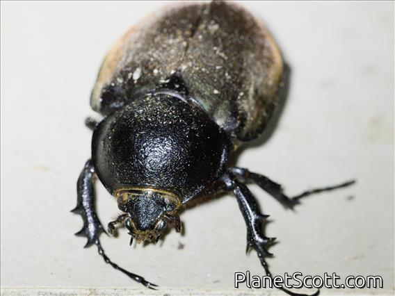 Scarab Beetle (Scarabaeidae sp)