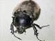 Scarab Beetle (Scarabaeidae sp)