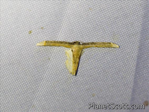 Scoopwing Moth (Warreniplema fumicosta)
