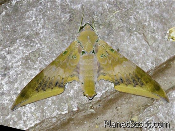 Cinnamon Gliding Hawkmoth (Ambulyx moorei)