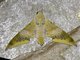 Cinnamon Gliding Hawkmoth (Ambulyx moorei)