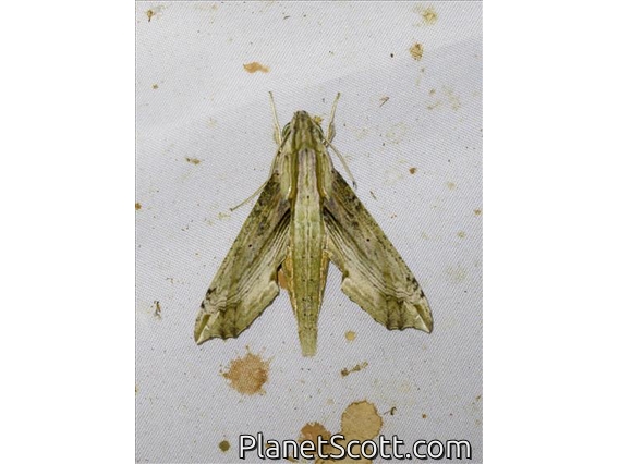 Sphinx Moth (Eupanacra regularis)