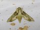 Sphinx Moth (Eupanacra regularis)