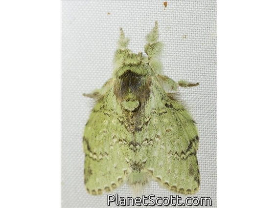 Prominent Moth (Stauropus virescens)