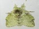 Prominent Moth (Stauropus virescens)