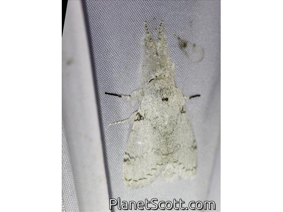 Tussock Moth (Calliteara varia)