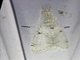 Tussock Moth (Calliteara varia)