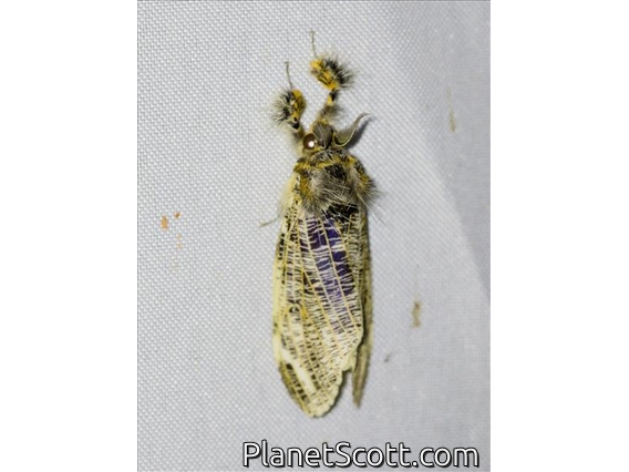 Tussock Moth (Locharna sp)