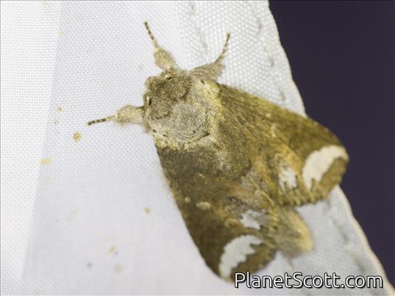 Prominent Moth (Neodrymonia sp)