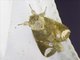 Prominent Moth (Neodrymonia sp)