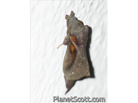 Lappet Moth (Kunugia divaricata)
