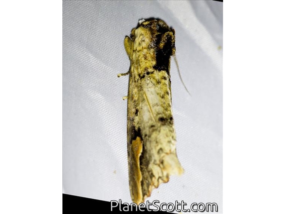Prominent Moth (Phalera sp)