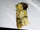 Prominent Moth (Phalera sp)
