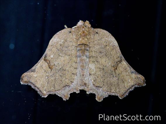 Tussock Moth (Arctornis tortricoides)