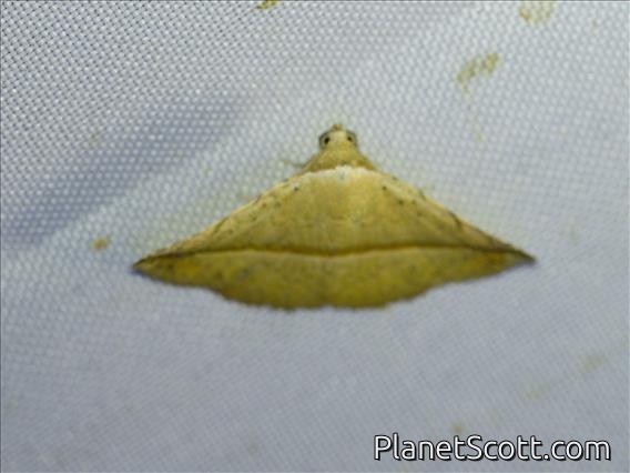 Erebid Moth (Eublemma sp)