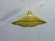 Erebid Moth (Eublemma sp)