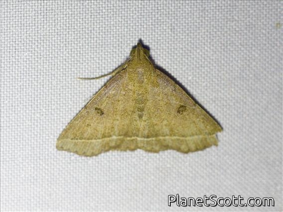 Litter Moth (Progonia sp)