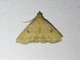 Litter Moth (Progonia sp)