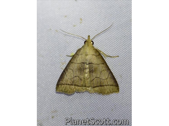 Litter Moth (Polypogon longisaccus)