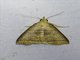 Litter Moth (Polypogon longisaccus)