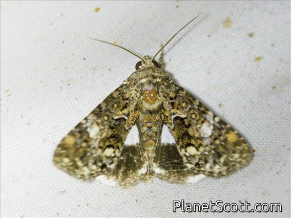 Cutworm Moth (Ecpatia sp)