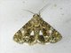 Cutworm Moth (Ecpatia sp)