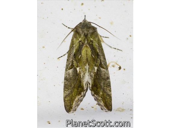 Erebid Moth (Erebidae sp)