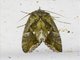 Erebid Moth (Erebidae sp)