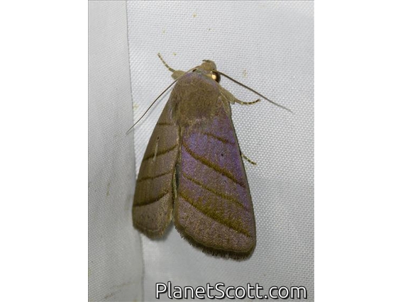 Erebid Moth (Asta quadrilinea)