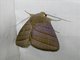 Erebid Moth (Asta quadrilinea)