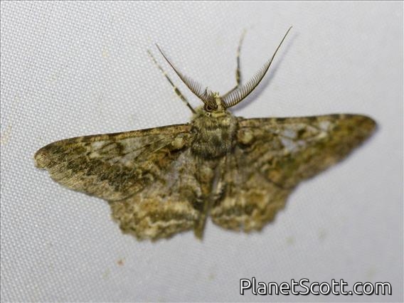Geometer Moth (Geometridae sp)