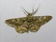 Geometer Moth (Geometridae sp)