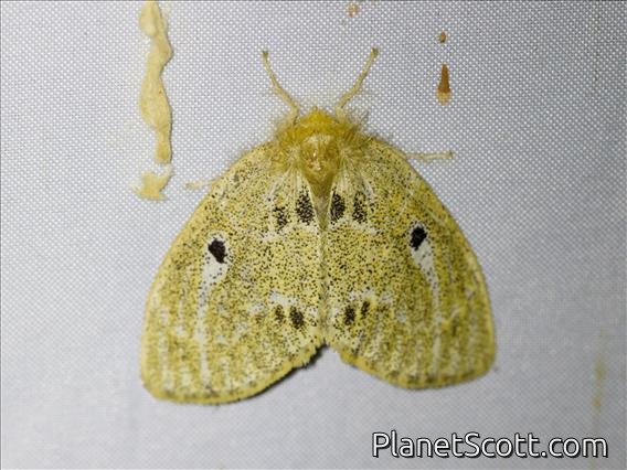 Tussock Moth (Erebidae sp)